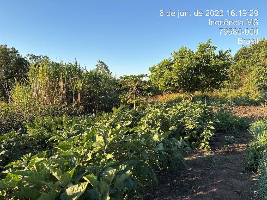 Administração Municipal realiza trabalho de incentivo à agricultura familiar em Inocência Administração Municipal realiza trabalho de incentivo à agricultura familiar em Inocência