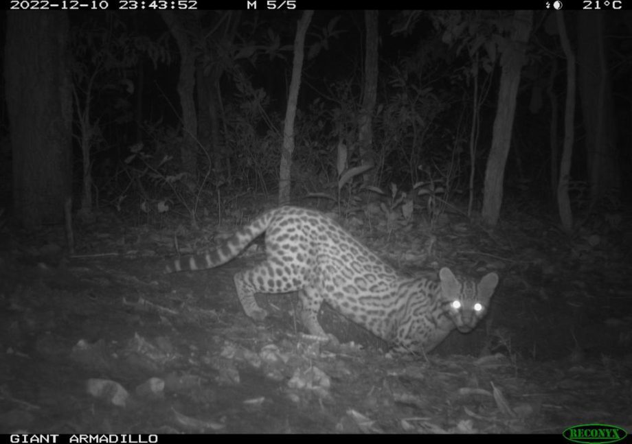 Monitoramento no Parque Natural do Pombo completa 1 ano e comemora registro de 69 animais silvestres, alguns raros na natureza Monitoramento no Parque Natural do Pombo completa 1 ano e comemora registro de 69 animais silvestres, alguns raros na natureza