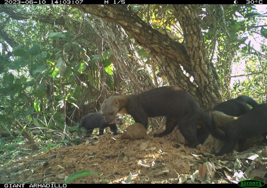 Monitoramento no Parque Natural do Pombo completa 1 ano e comemora registro de 69 animais silvestres, alguns raros na natureza Monitoramento no Parque Natural do Pombo completa 1 ano e comemora registro de 69 animais silvestres, alguns raros na natureza