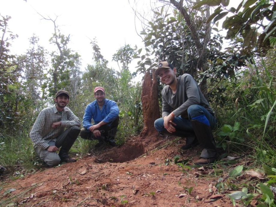 Monitoramento no Parque Natural do Pombo completa 1 ano e comemora registro de 69 animais silvestres, alguns raros na natureza Monitoramento no Parque Natural do Pombo completa 1 ano e comemora registro de 69 animais silvestres, alguns raros na natureza