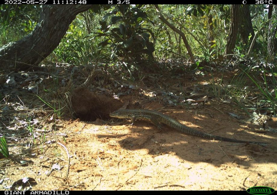 Monitoramento no Parque Natural do Pombo completa 1 ano e comemora registro de 69 animais silvestres, alguns raros na natureza Monitoramento no Parque Natural do Pombo completa 1 ano e comemora registro de 69 animais silvestres, alguns raros na natureza
