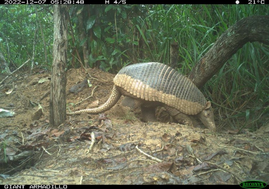 Monitoramento no Parque Natural do Pombo completa 1 ano e comemora registro de 69 animais silvestres, alguns raros na natureza Monitoramento no Parque Natural do Pombo completa 1 ano e comemora registro de 69 animais silvestres, alguns raros na natureza
