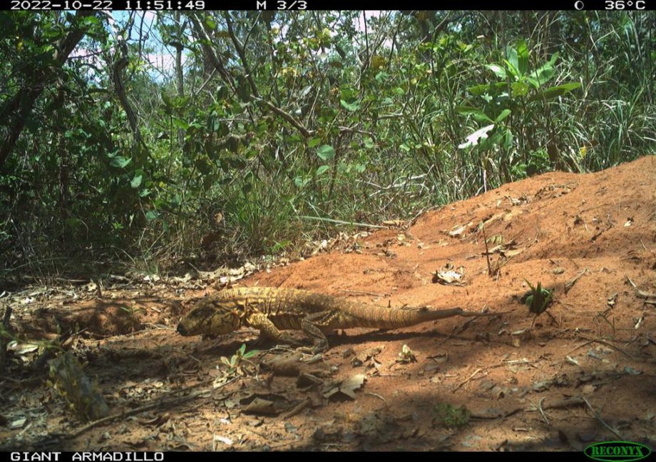Monitoramento no Parque Natural do Pombo completa 1 ano e comemora registro de 69 animais silvestres, alguns raros na natureza Monitoramento no Parque Natural do Pombo completa 1 ano e comemora registro de 69 animais silvestres, alguns raros na natureza