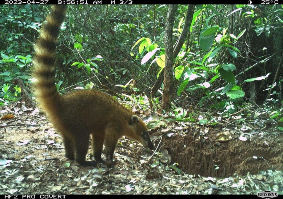 Monitoramento no Parque Natural do Pombo completa 1 ano e comemora registro de 69 animais silvestres, alguns raros na natureza Monitoramento no Parque Natural do Pombo completa 1 ano e comemora registro de 69 animais silvestres, alguns raros na natureza