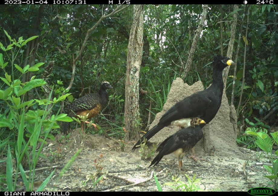 Monitoramento no Parque Natural do Pombo completa 1 ano e comemora registro de 69 animais silvestres, alguns raros na natureza Monitoramento no Parque Natural do Pombo completa 1 ano e comemora registro de 69 animais silvestres, alguns raros na natureza