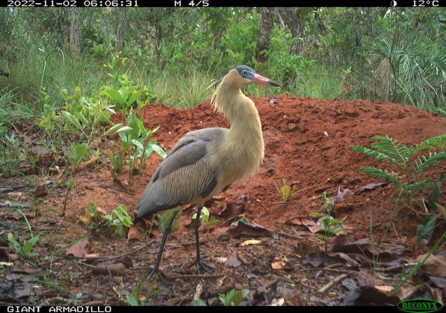 Monitoramento no Parque Natural do Pombo completa 1 ano e comemora registro de 69 animais silvestres, alguns raros na natureza Monitoramento no Parque Natural do Pombo completa 1 ano e comemora registro de 69 animais silvestres, alguns raros na natureza