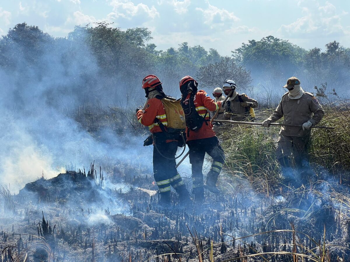 Com atuação no combate a incêndios florestais, Bombeiros também buscam por animais silvestres