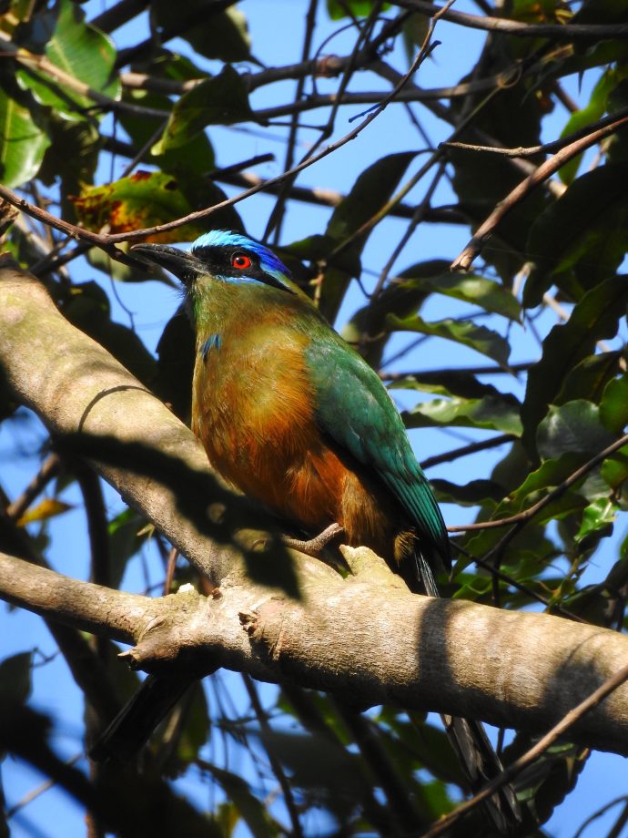FUNDTUR faz mapeamento de aves e Três Lagoas pode entrar no circuito estadual de Aveturismo