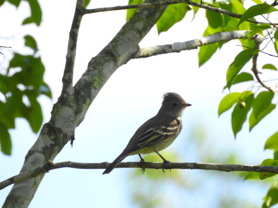 FUNDTUR faz mapeamento de aves e Três Lagoas pode entrar no circuito estadual de Aveturismo