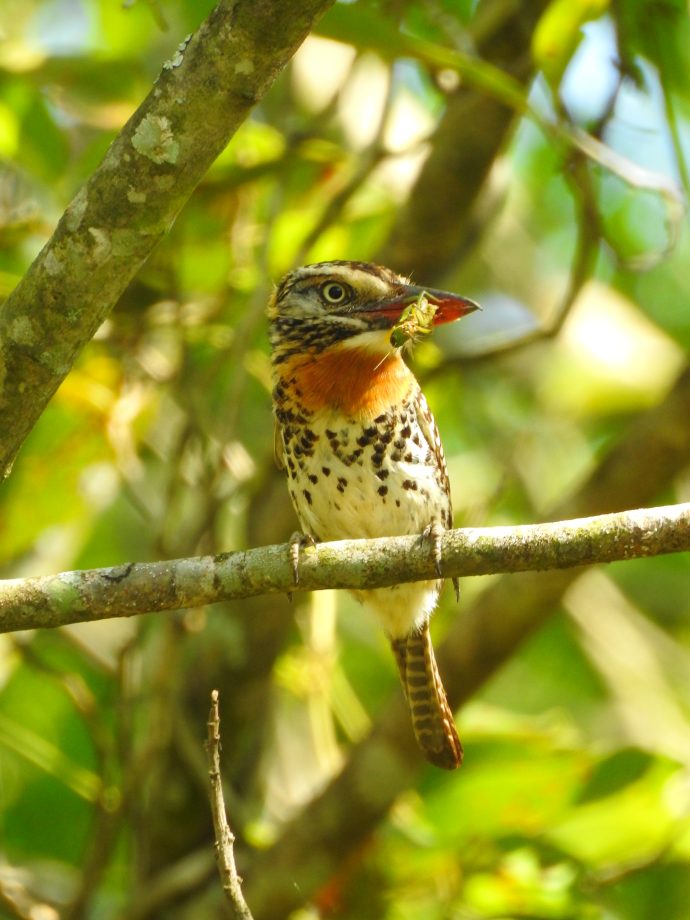 FUNDTUR faz mapeamento de aves e Três Lagoas pode entrar no circuito estadual de Aveturismo