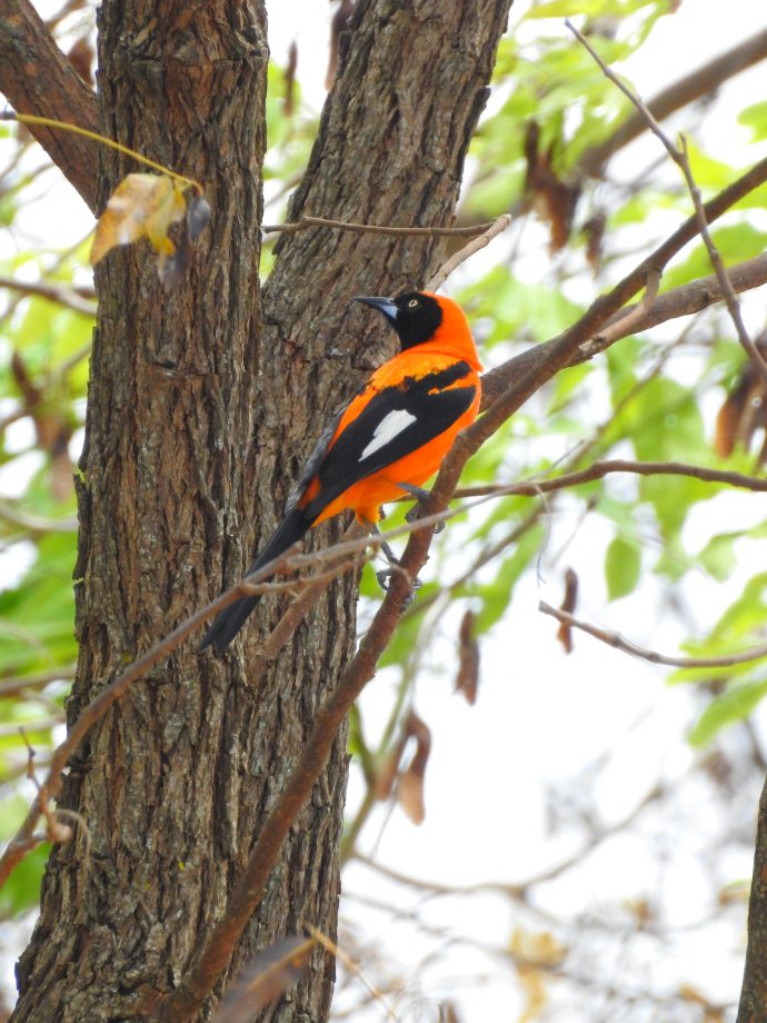 FUNDTUR faz mapeamento de aves e Três Lagoas pode entrar no circuito estadual de Aveturismo