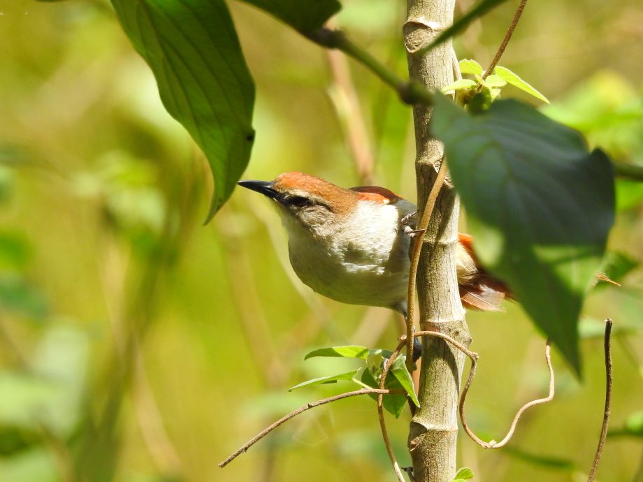 FUNDTUR faz mapeamento de aves e Três Lagoas pode entrar no circuito estadual de Aveturismo