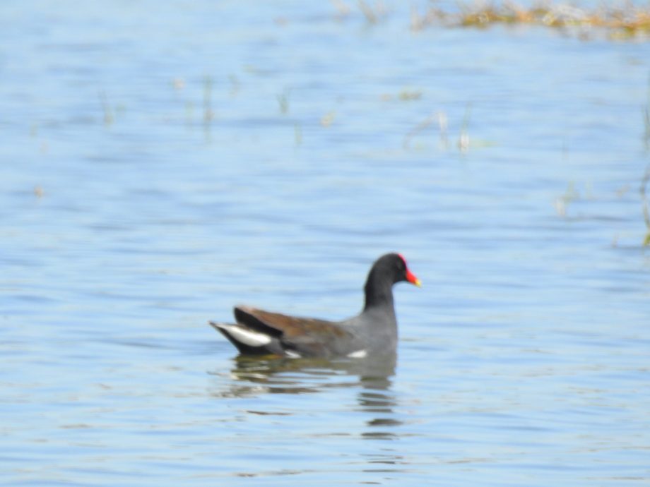 FUNDTUR faz mapeamento de aves e Três Lagoas pode entrar no circuito estadual de Aveturismo