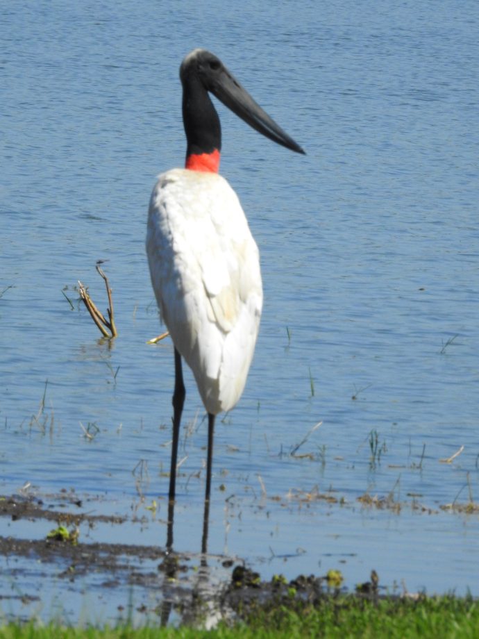 FUNDTUR faz mapeamento de aves e Três Lagoas pode entrar no circuito estadual de Aveturismo