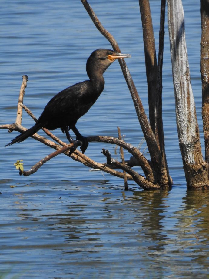 FUNDTUR faz mapeamento de aves e Três Lagoas pode entrar no circuito estadual de Aveturismo