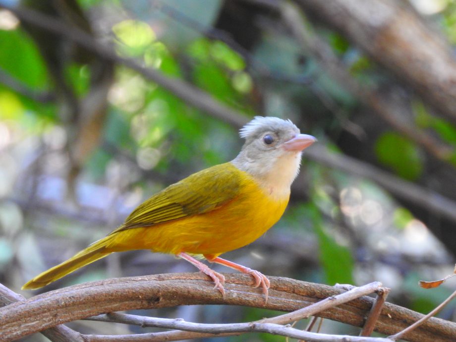 FUNDTUR faz mapeamento de aves e Três Lagoas pode entrar no circuito estadual de Aveturismo