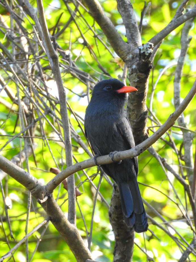 FUNDTUR faz mapeamento de aves e Três Lagoas pode entrar no circuito estadual de Aveturismo