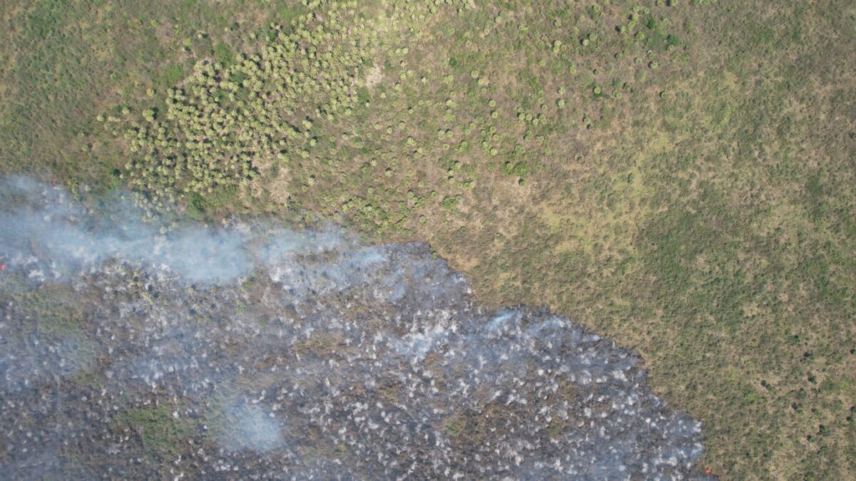 Com atuação no combate a incêndios florestais, Bombeiros também buscam por animais silvestres