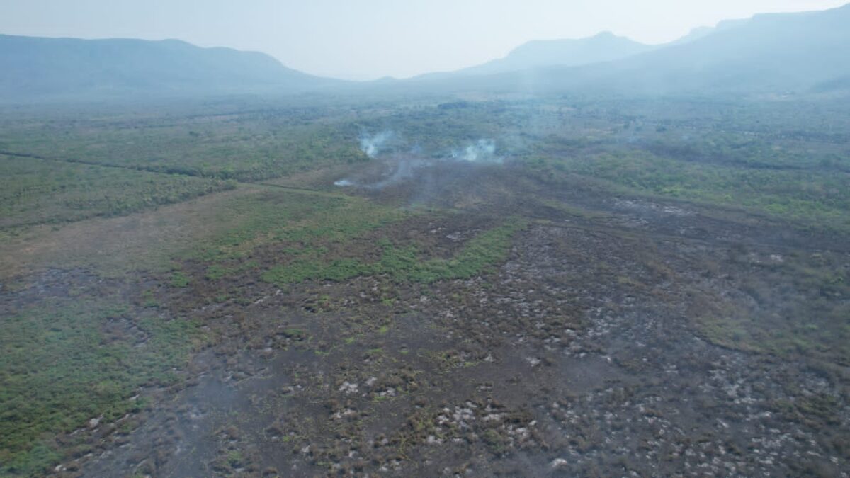 Com atuação no combate a incêndios florestais, Bombeiros também buscam por animais silvestres