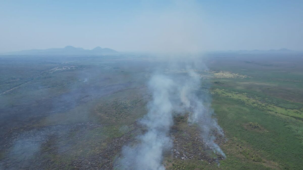 Com atuação no combate a incêndios florestais, Bombeiros também buscam por animais silvestres