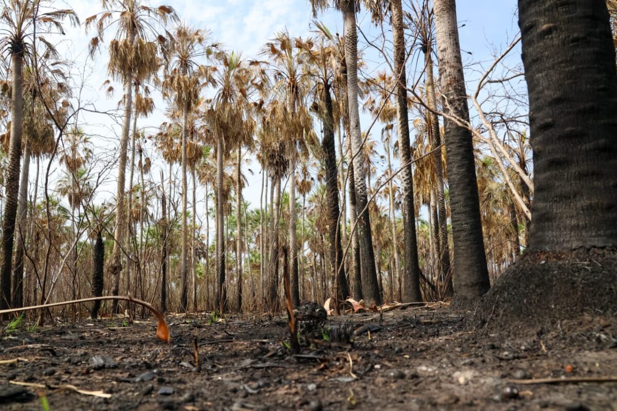 Período de alerta intensifica monitoramento e Bombeiros atuam no controle de incêndio florestal em Bonito