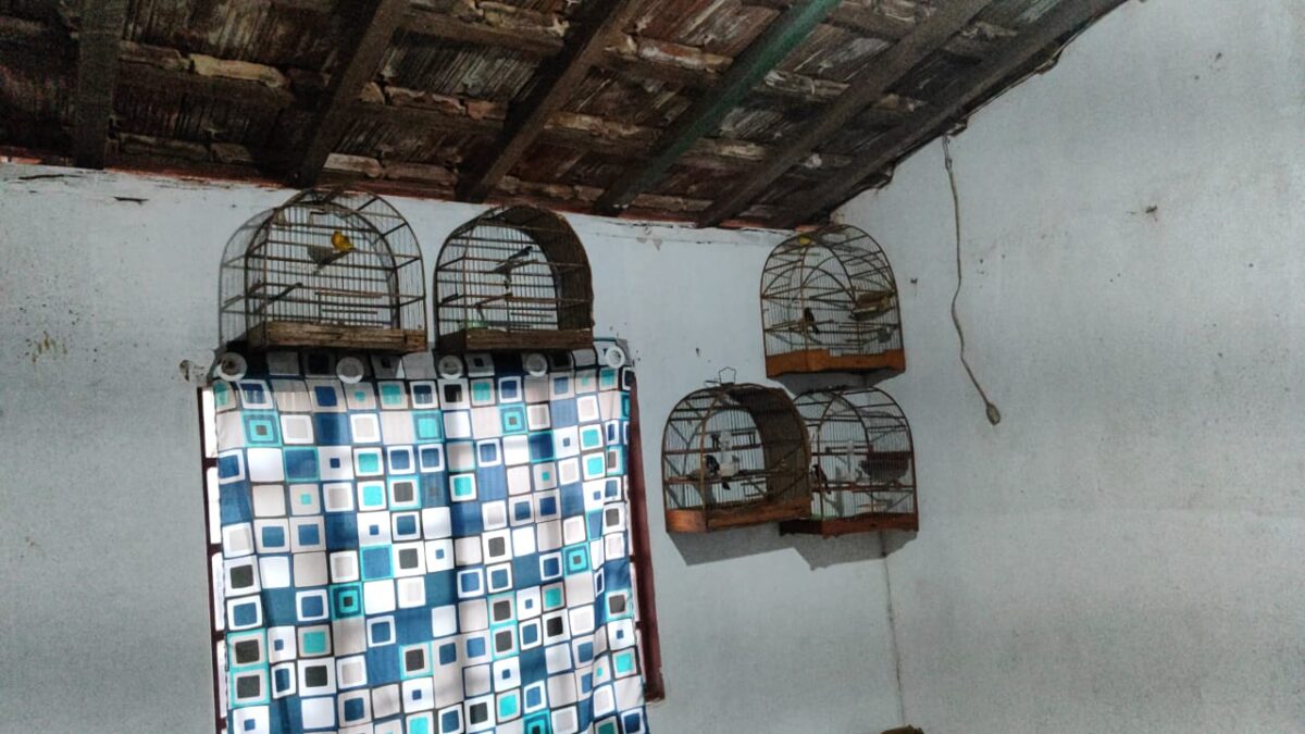 PMA de Aparecida do Taboado autua homem por criar pássaros ilegalmente em Paranaíba