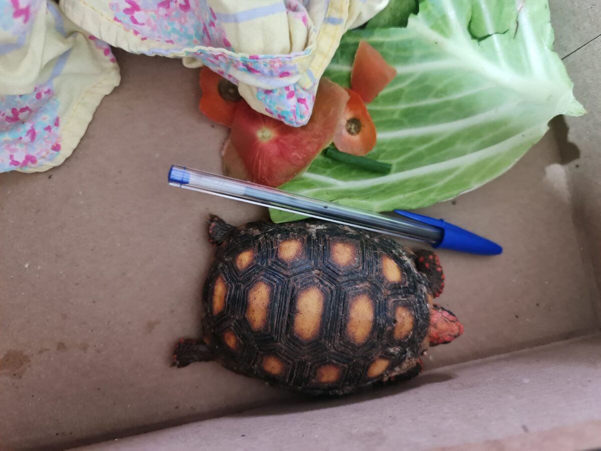 Jabuti é encontrado dentro de saco de reciclagem em Bataguassu