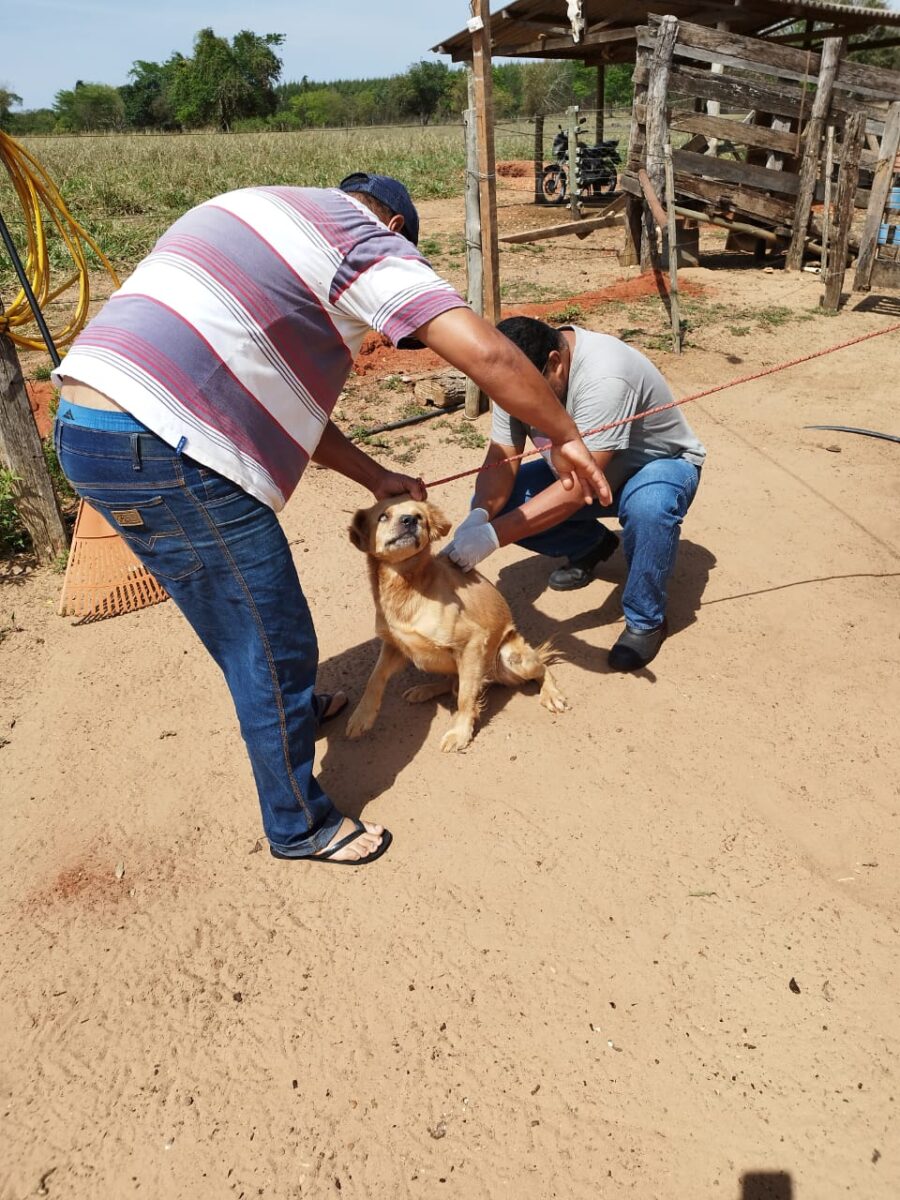 Antirrábica: Saúde de Brasilândia imuniza cães e gatos do Almanara e Pedra Bonita