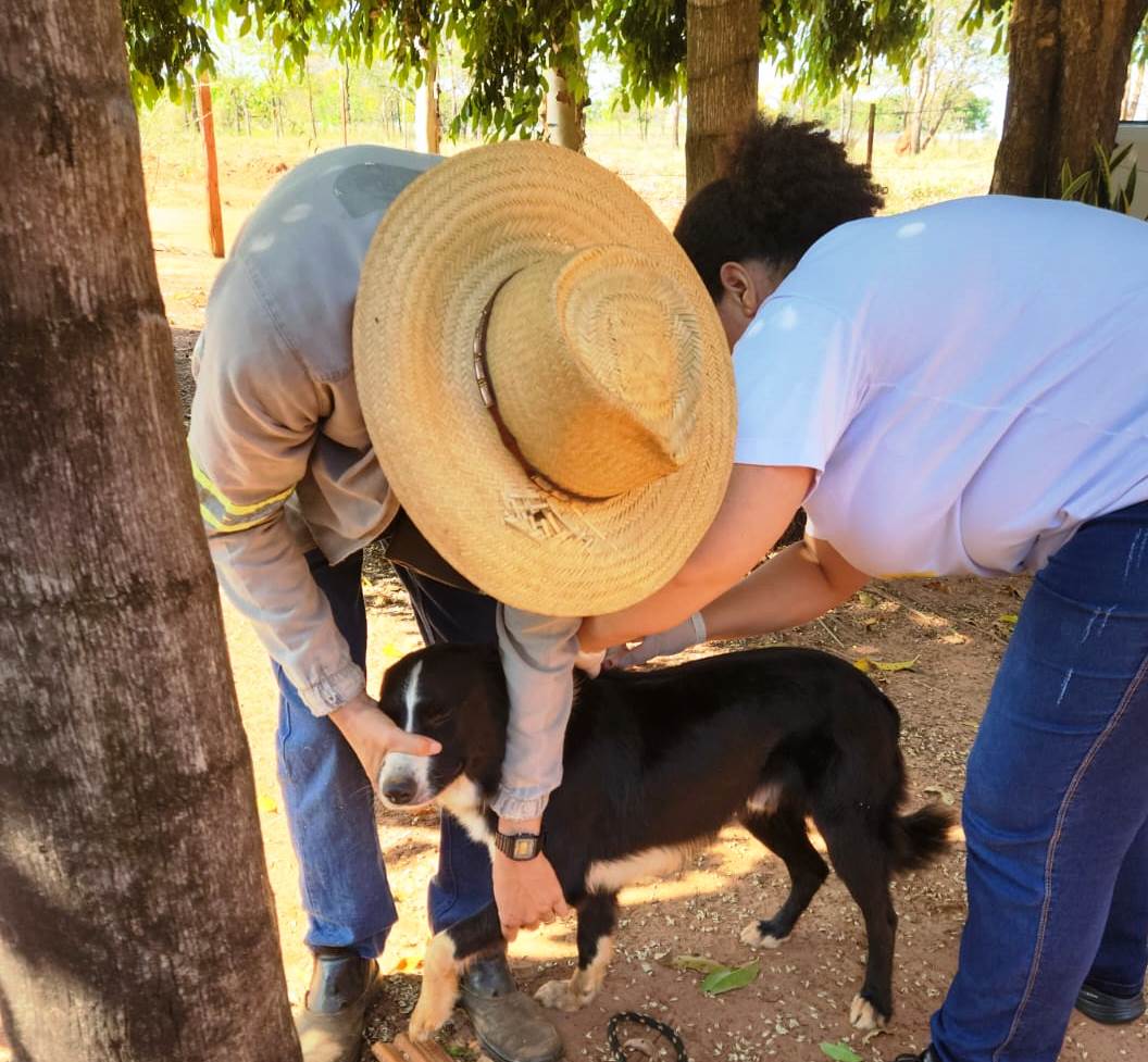 Antirrábica: Saúde de Brasilândia imuniza cães e gatos do Almanara e Pedra Bonita