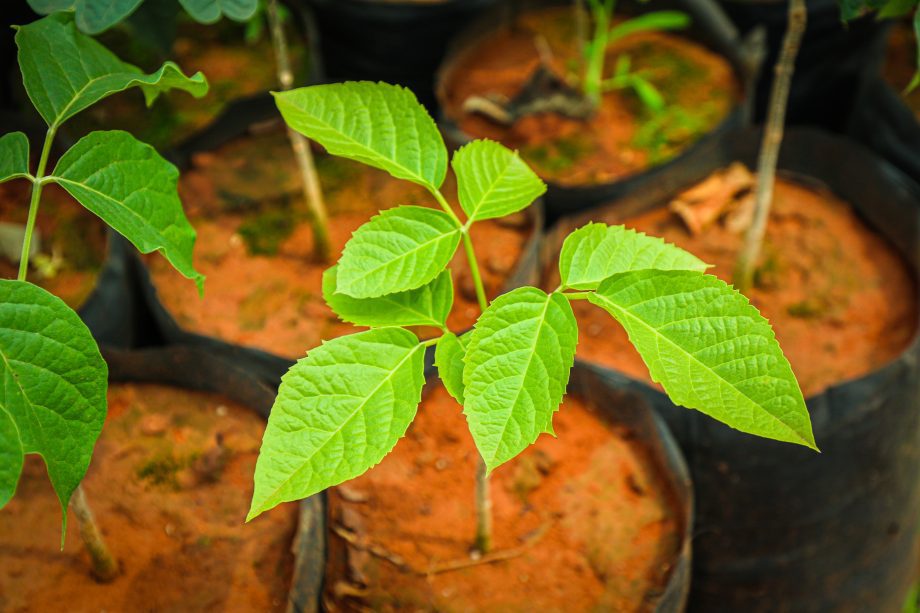 Se você gosta de plantas, este post sobre o Viveiro Municipal é para você