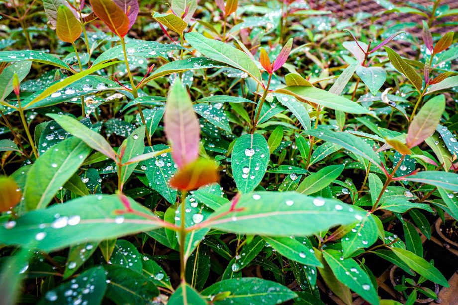 Se você gosta de plantas, este post sobre o Viveiro Municipal é para você