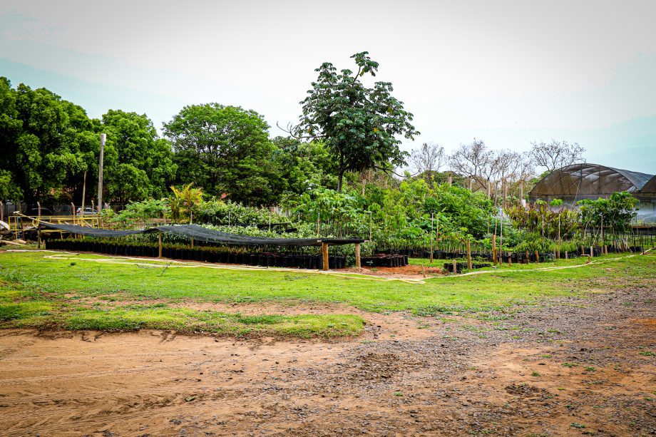 Se você gosta de plantas, este post sobre o Viveiro Municipal é para você