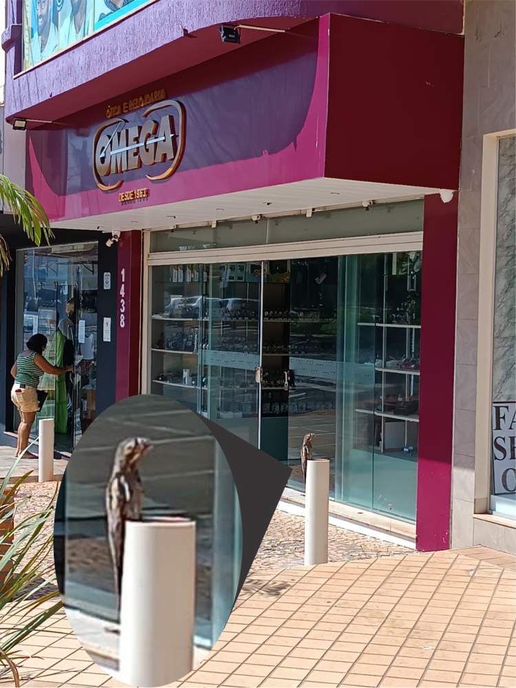 Urutau “Mãe da Lua” é atração no centro de Andradina Urutau “Mãe da Lua” é atração no centro de Andradina