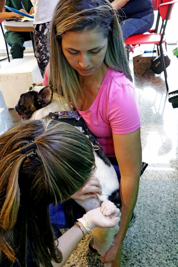 Dia D da Campanha Antirrábica 2023 imunizou 6.247 cães e gatos