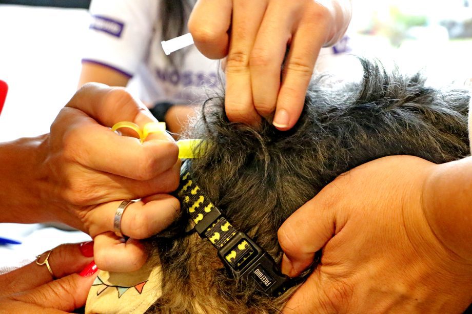 Dia D da Campanha Antirrábica 2023 imunizou 6.247 cães e gatos