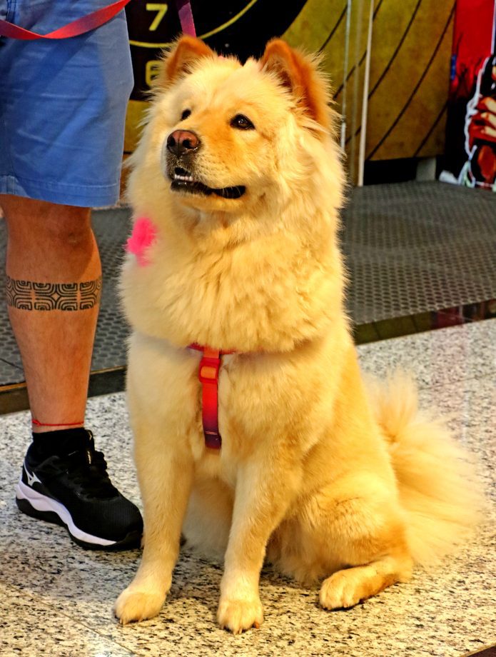 Dia D da Campanha Antirrábica 2023 imunizou 6.247 cães e gatos