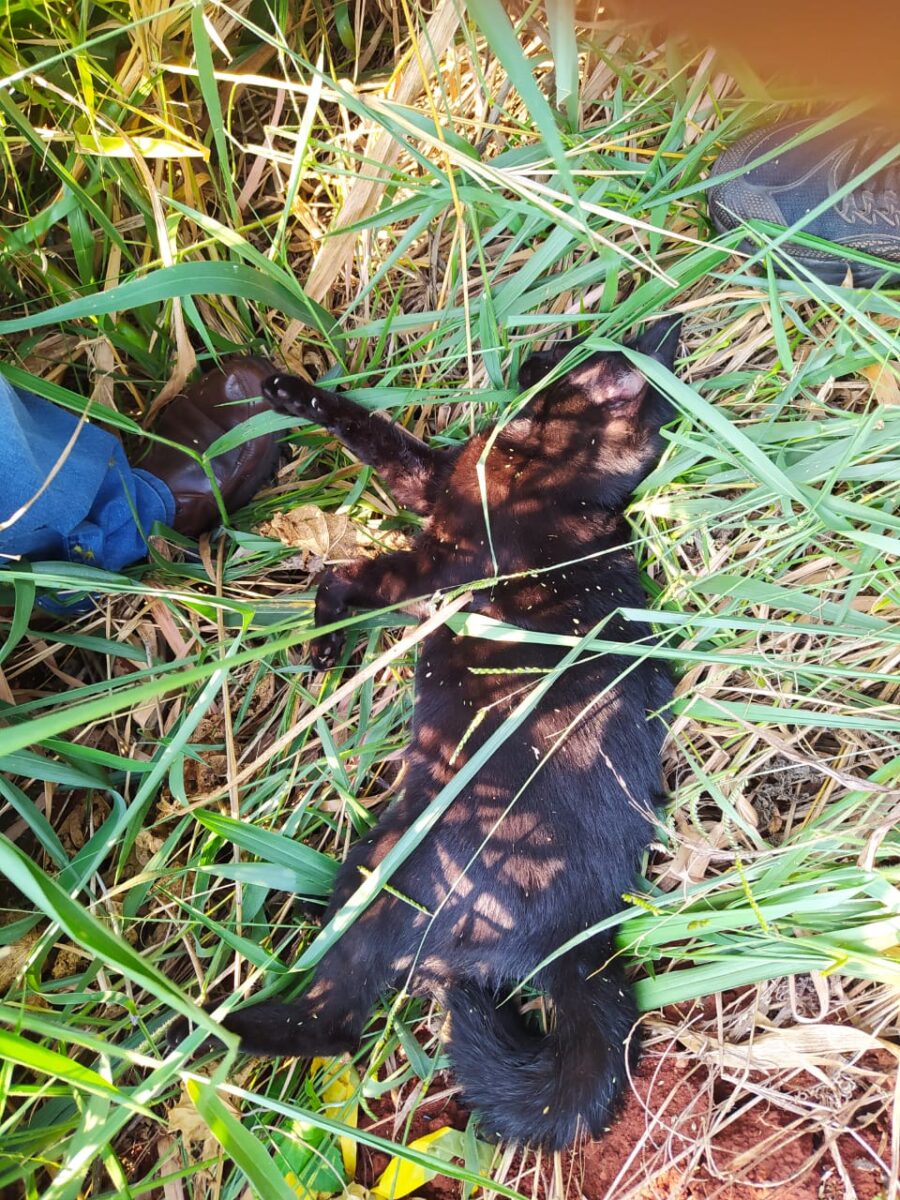 Polícia Civil prende homem que espancou animal da filha até a morte