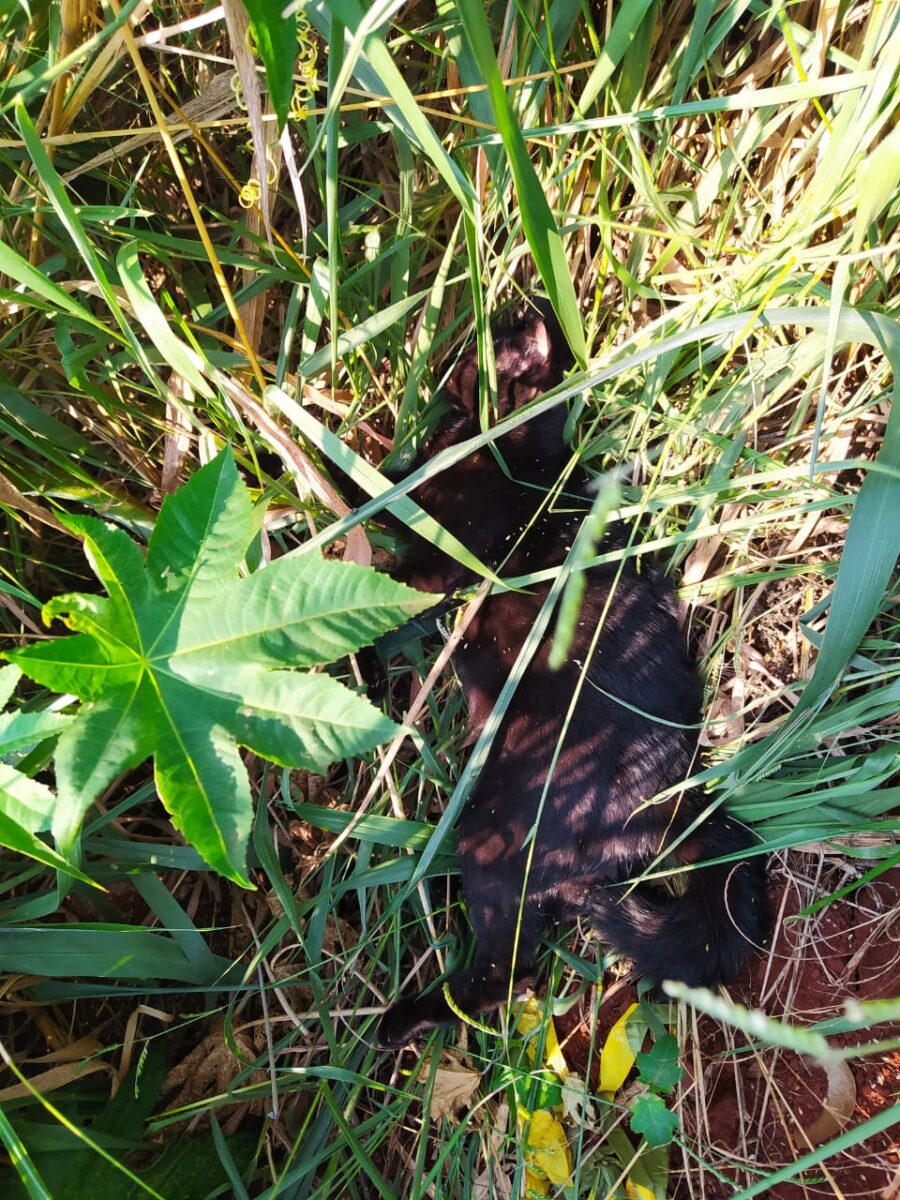 Polícia Civil prende homem que espancou animal da filha até a morte