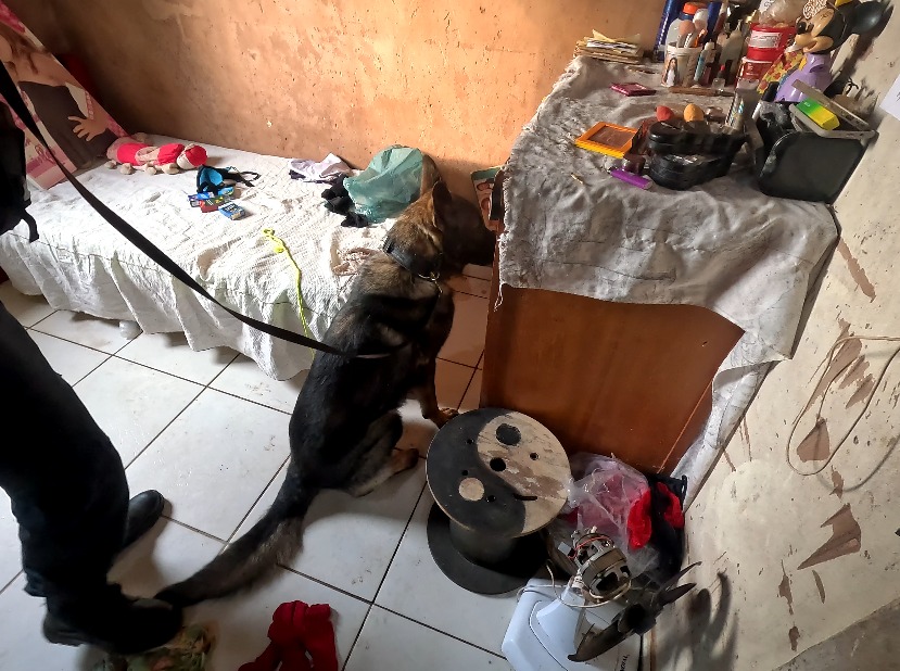 PM apreende drogas em três residências da cidade de Selvíria PM apreende drogas em três residências da cidade de Selvíria