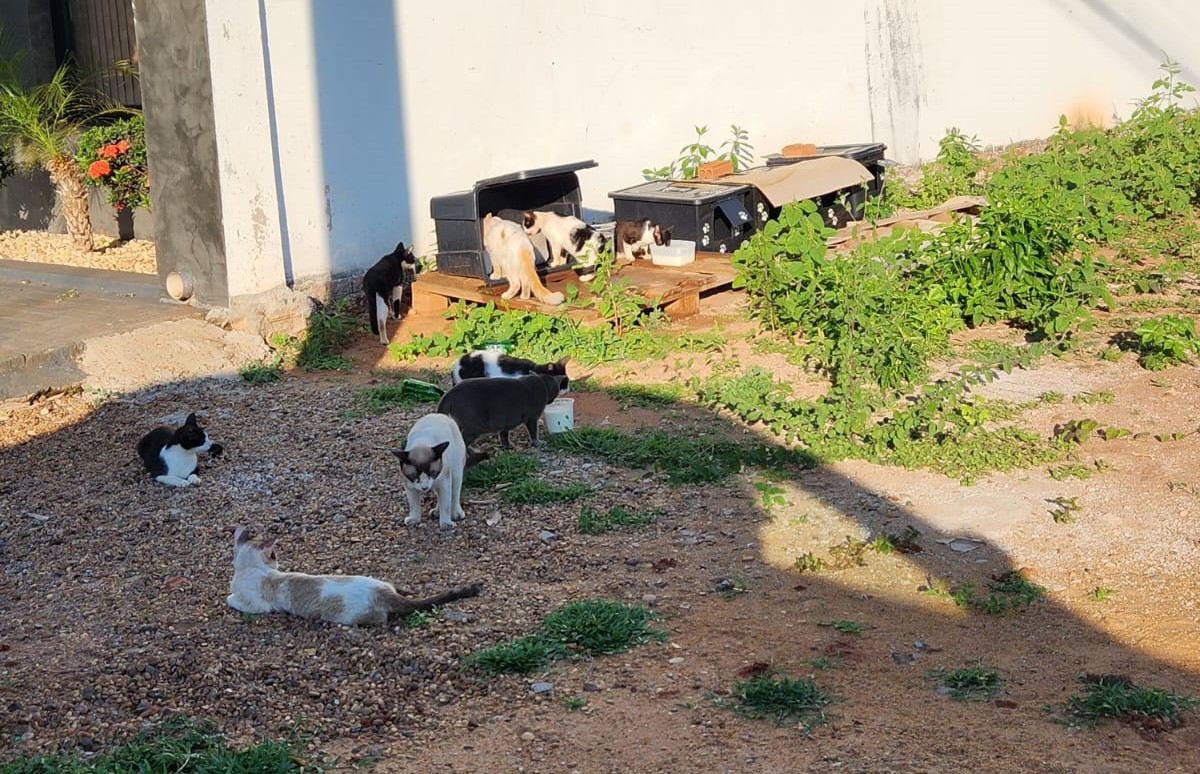 Há mais de 4 anos, Projeto EAMAR oferece alimentação e abrigo para animais abandonados de Três Lagoas