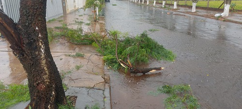 Vendaval atinge a cidade de Chapadão do Sul causando prejuízos em comércios e quebras de galhos de árvores