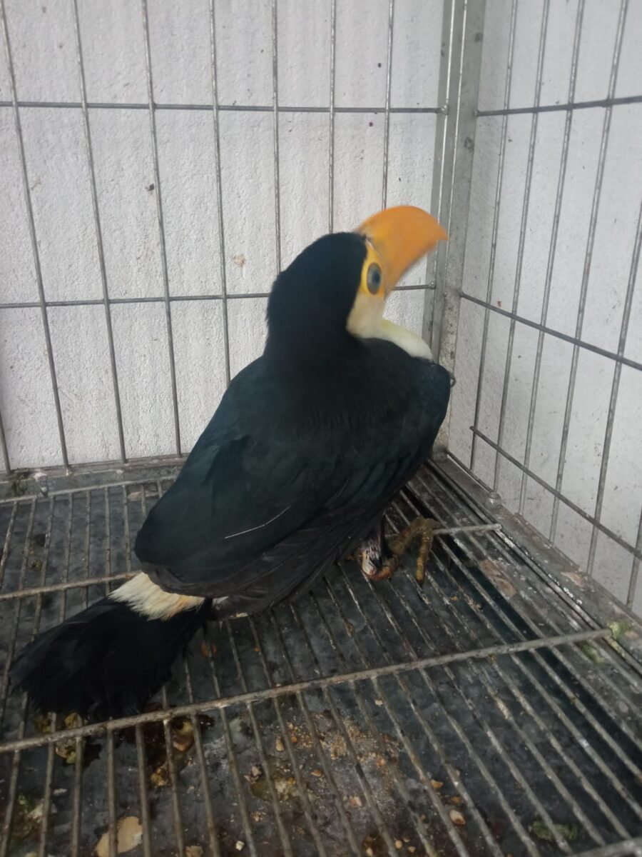 PMA e Grupo de Patrulhamento Aéreo utilizam helicóptero para resgatar animais feridos no Pantanal