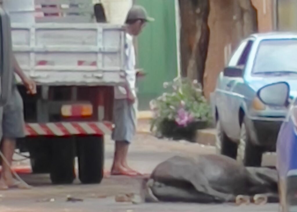 Em um intervalo de 3 dias, Três Lagoas registra segundo ataque de abelhas e população denuncia