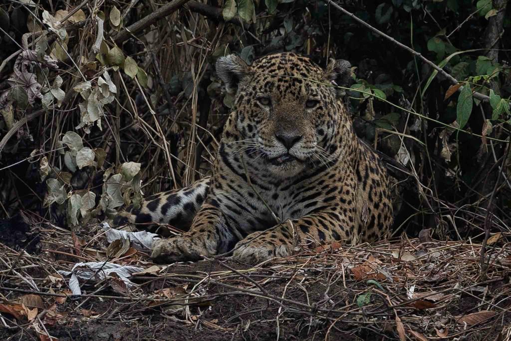 PMA e Grupo de Patrulhamento Aéreo utilizam helicóptero para resgatar animais feridos no Pantanal