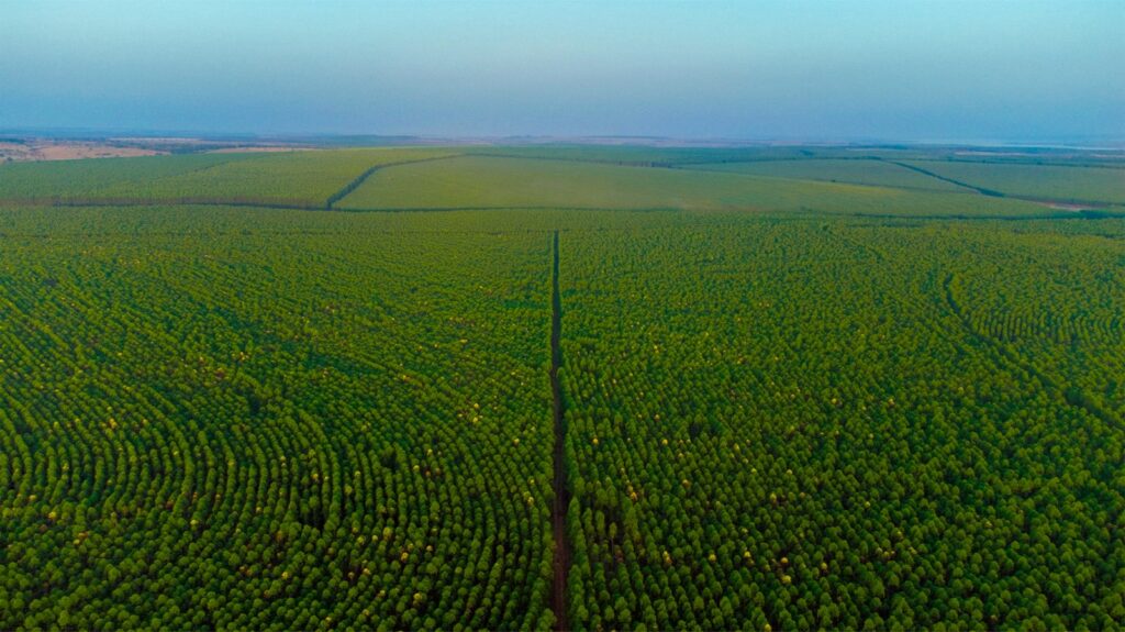 Expert do setor florestal, Paulo Hartung, visita Mato Grosso do Sul e elogia indústrias no Estado