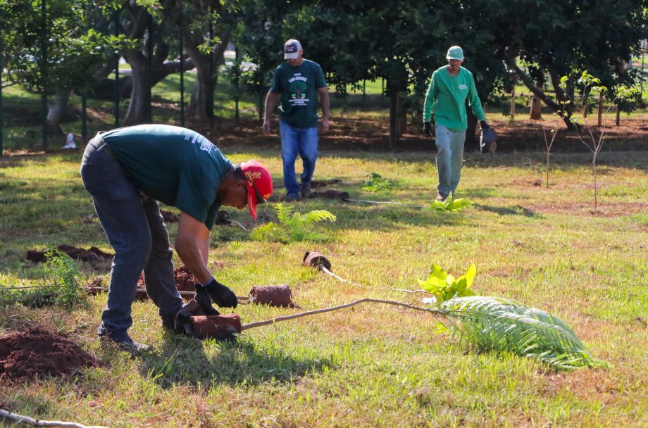 Conheça o projeto que plantará 1.000 árvores em Três Lagoas no ano de 2024 Conheça o projeto que plantará 1.000 árvores em Três Lagoas no ano de 2024