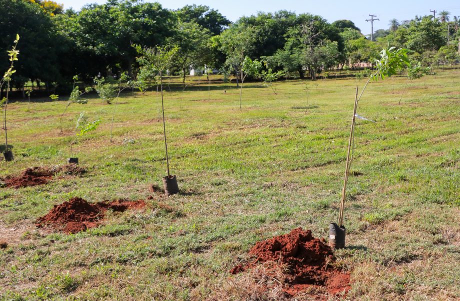 Conheça o projeto que plantará 1.000 árvores em Três Lagoas no ano de 2024 Conheça o projeto que plantará 1.000 árvores em Três Lagoas no ano de 2024
