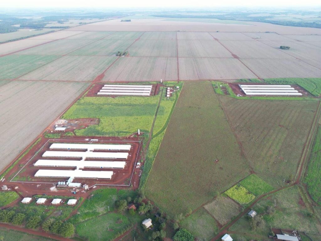 Frango Vida: incentivo a avicultura de MS garante mais de R$ 35 milhões aos produtores e ânimo ao setor Frango Vida: incentivo a avicultura de MS garante mais de R$ 35 milhões aos produtores e ânimo ao setor
