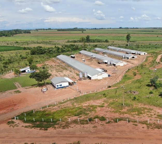 Frango Vida: incentivo a avicultura de MS garante mais de R$ 35 milhões aos produtores e ânimo ao setor Frango Vida: incentivo a avicultura de MS garante mais de R$ 35 milhões aos produtores e ânimo ao setor
