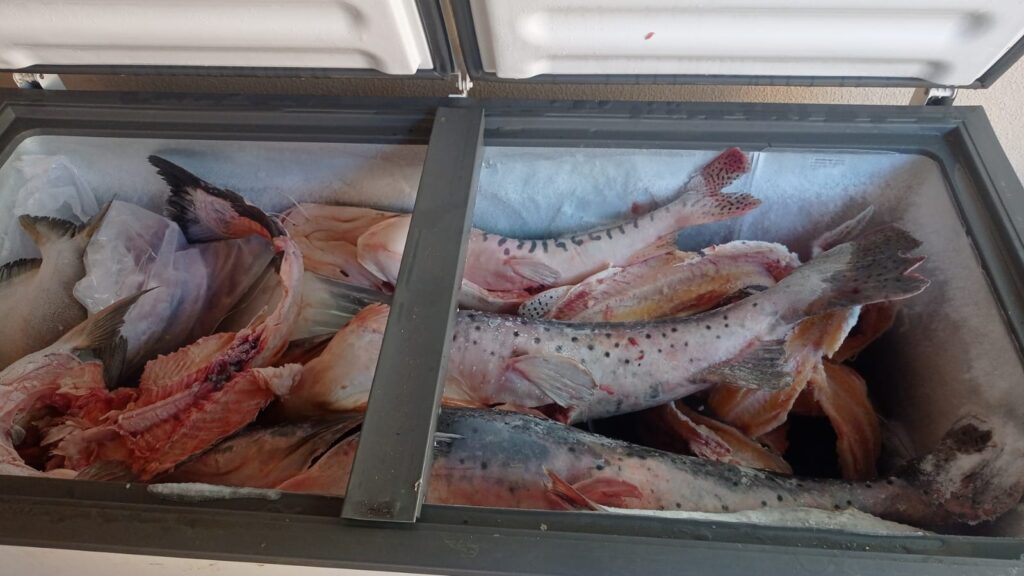 Operação Piracema: Ações intensificadas e resultados significativos contra a pesca predatória Operação Piracema: Ações intensificadas e resultados significativos contra a pesca predatória